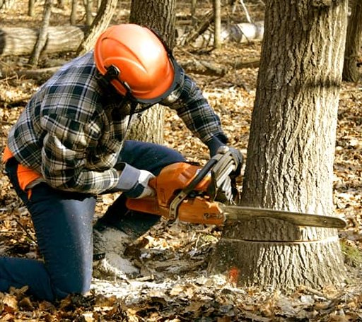 Tree Removal in Exeter, MO